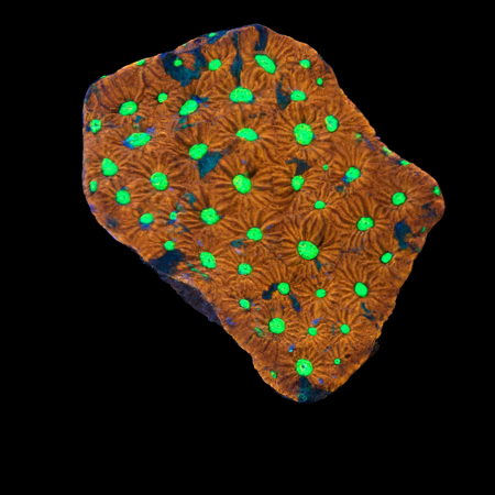 Favites pentagona S (Ang. 4-5 cm) WYSIWYG (1776004682041)