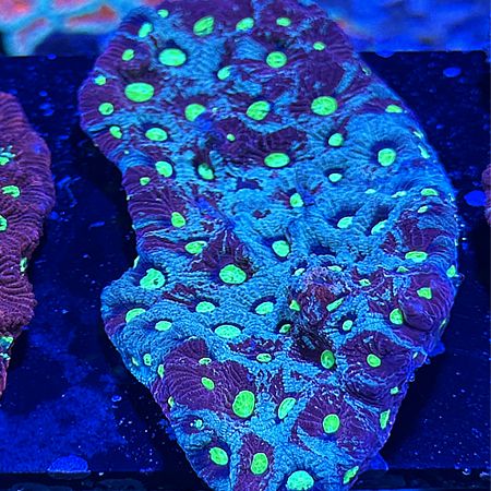 Favites Ultra War Coral WYSIWYG