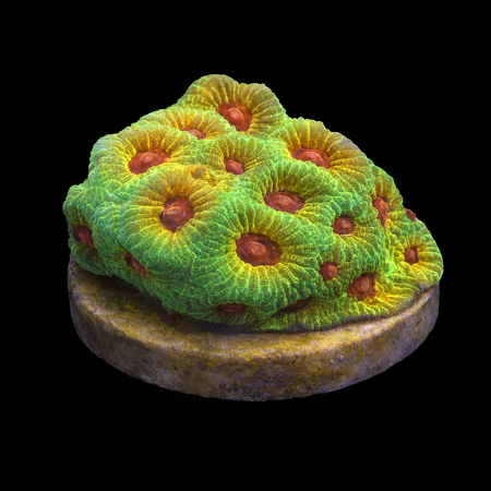 Favitus Fascination Frag (Approx. 2-3 cm) WYSIWYG (1771192722075)