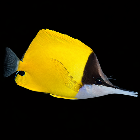 Forcipiger flavissimus (Gele Langsnuit Butterflyvis)