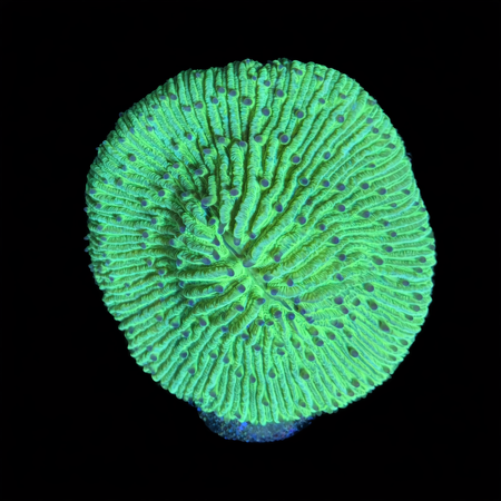 Funghia Deep Green S (Ong. 4-5 cm) WYSIWYG (1773438690689)