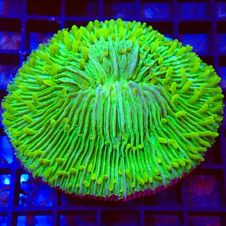 Fungia Dome Ultra WYSIWYG (1767990010498)