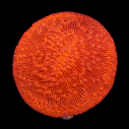 Fungia M (Ong. 6-7 cm) WYSIWYG (1784405106854)