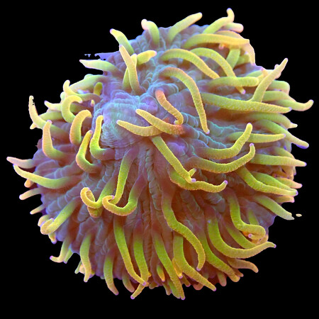 Fungia Orange/Gold WYSIWYG (1766177598385)