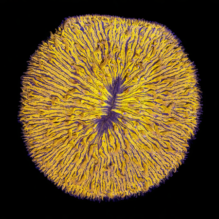 Fungia Orange L (Approx. 8-9 cm) WYSIWYG (1773438816895)