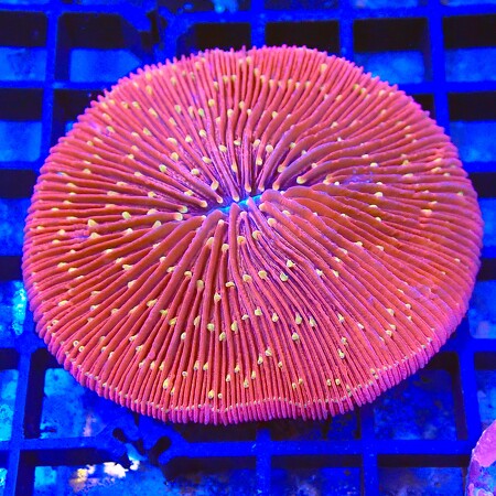 Fungia sp. Lava Cake WYSIWYG (1767990063711)