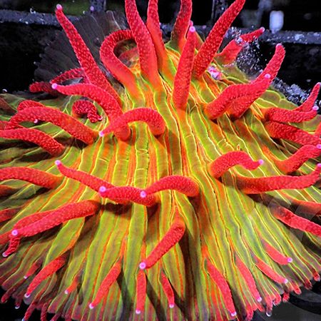 Fungia sp Ultra Orange / Red Polyp M (Ong. 4-5 cm)