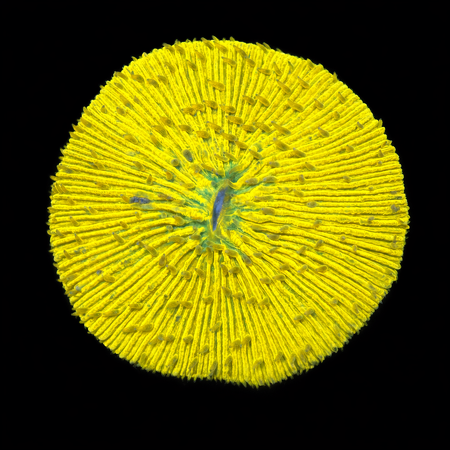 Fungia sp Ultra Orange S (Approx. 4-5 cm) WYSIWYG (1772913376090)