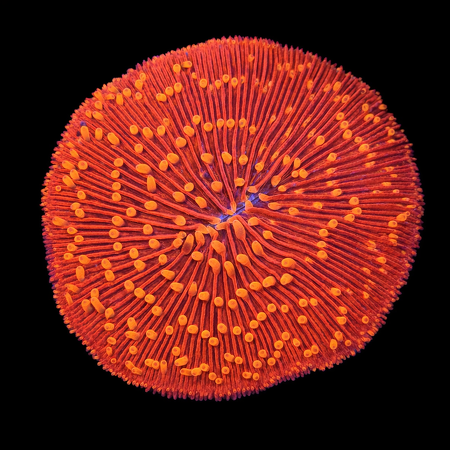 Fungia sp Ultra Red/Orange polyp S (Ong. 4-5 cm) WYSIWYG (1772913409361)