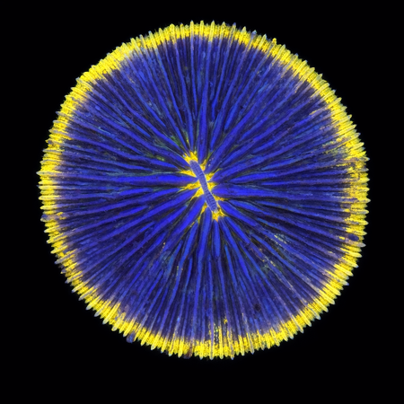 Fungia Special S (Ong. 4-5 cm) WYSIWYG (1772913463438)