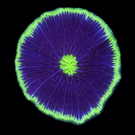 Fungia Special S (Ong. 4-5 cm) WYSIWYG (1772913494996)