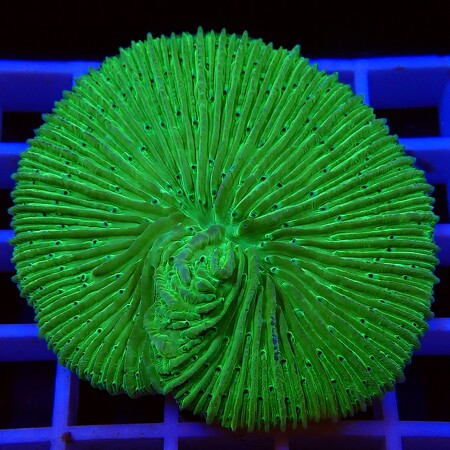 Freeze Ultra Green WYSIWYG (1757085606377)