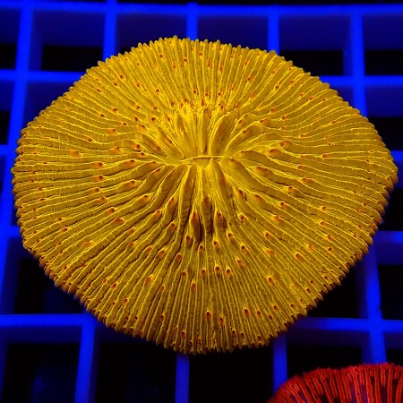 Freeze Ultra Orange WYSIWYG (1757085646473)