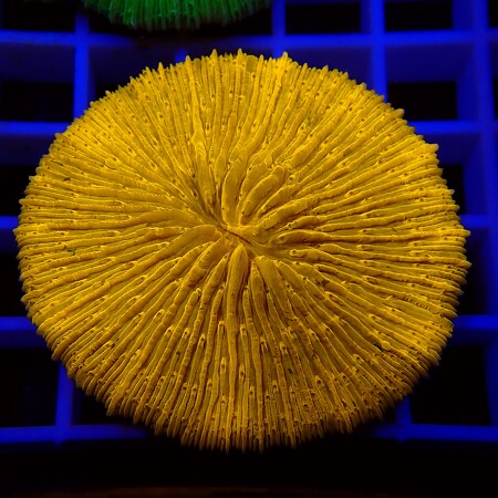 Freeze Ultra Orange WYSIWYG (1757085662267)