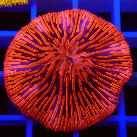 Fungia Ultra Red/Blue WYSIWYG (1757085681064)