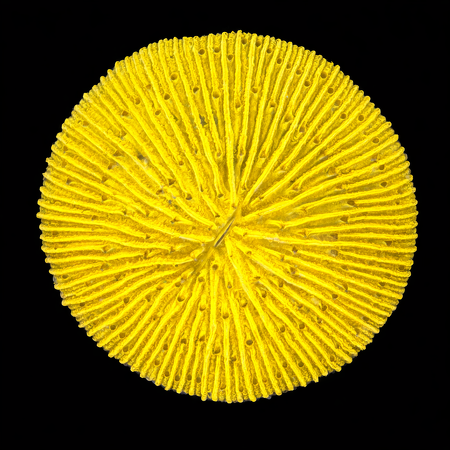 Fungia Utra Orange S (Approx. 4-5 cm) WYSIWYG (1773438989678)