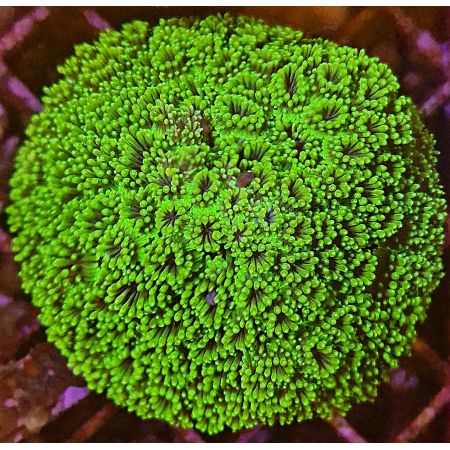 Galaxea Fascicularis Ultra Green WYSIWYG