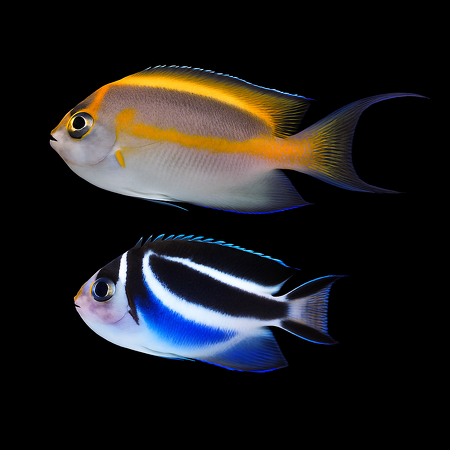 Genicanthus bellus (Koppel)
