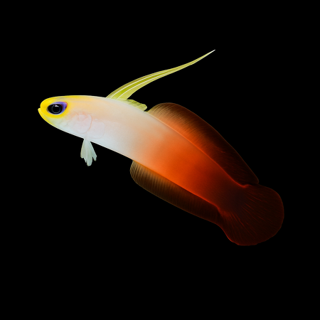 Nemateleotris magnifica (Vuurpijlgrondel)