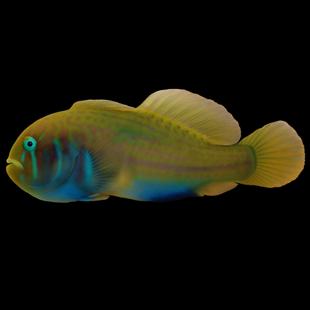 Gobiodon histrio – Green Coral Goby
