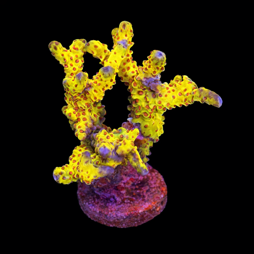 Goldenrod Anacropora M (Approx. 6-7 cm) WYSIWYG (1790874043894)