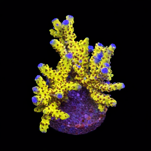 Goldenrod Anacropora M (Approx. 6-7 cm) WYSIWYG (1790874442766)