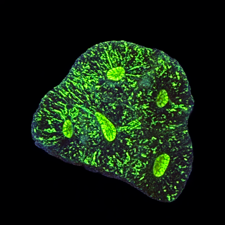 Goniastrea Ultra S (Approx. 4-5 cm) WYSIWYG (1783885407683)