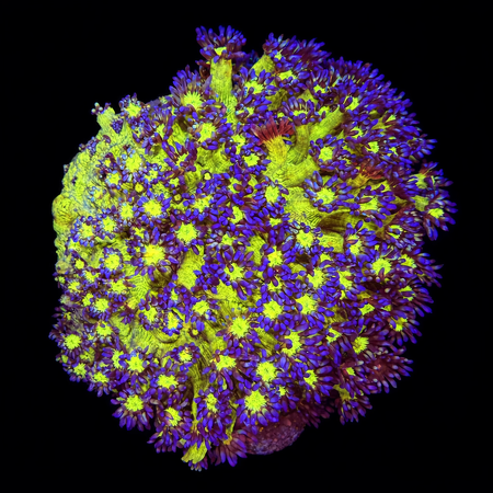 Goniopora Green / Purple L (Ong. 8-9 cm) WYSIWYG (1773439627292)