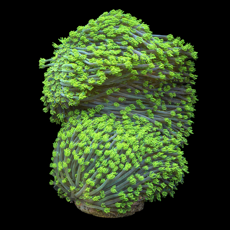 Goniopora Ultra Green XXXXL (Length 25+ cm) WYSIWYG (1784810192490)