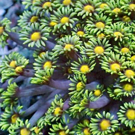Goniopora Ultra Green / Yellow Hart