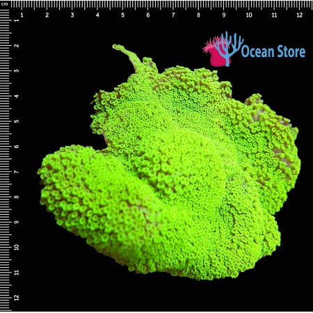 Goniopora Ultra Neon Green Small Polyps WYSIWYG