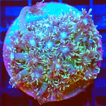 Goniopora WYSIWYG (1767815850017)