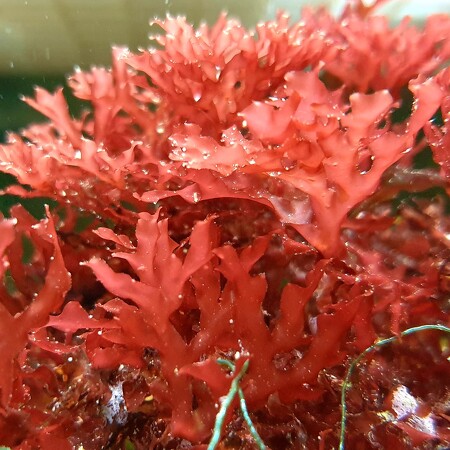 Gracilaria curtissiae