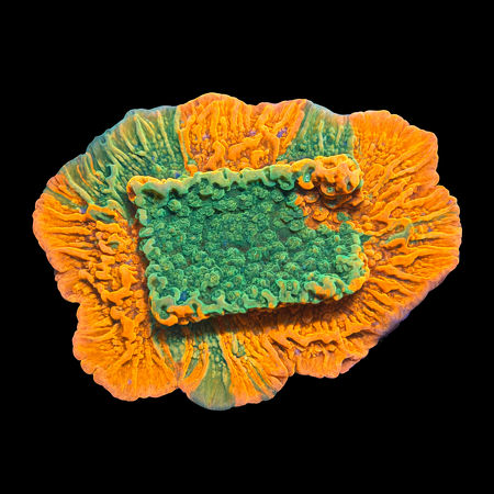 Grafted Montipora S (Approx. 4-5 cm) WYSIWYG (1783884583296)