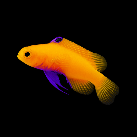 Gramma dejongi (2.5-3 cm) - DJM Bred