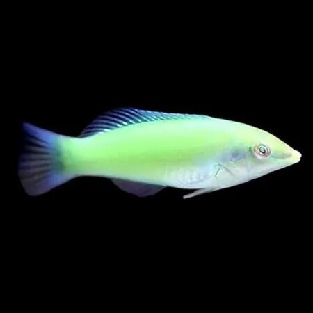 Halichoeres chloropterus (Green-lipped wrasse)