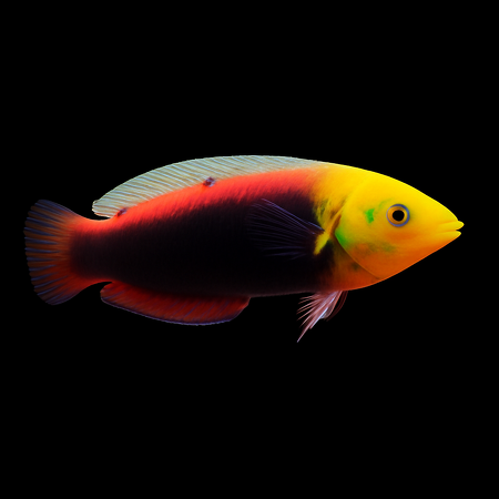 Halichoeres iridis (Radiant Wrasse)