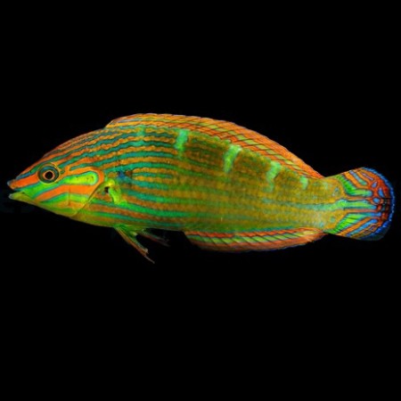 Halichoeres melanurus (Tail spot wrasse)