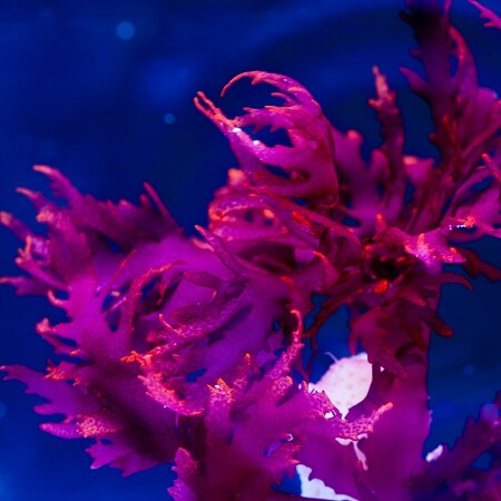 Halymenia durvillei (Dragon&rsquo;s Breath)