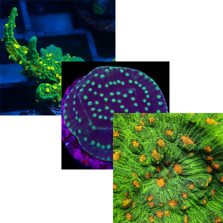 Hard Coral Starter pack (3 easy-to-keep hard corals) 