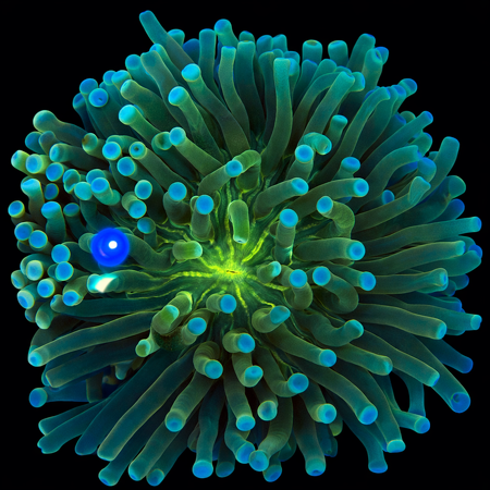 Heliofungia actiniformis Ultra WYSIWYG (1770758574553)