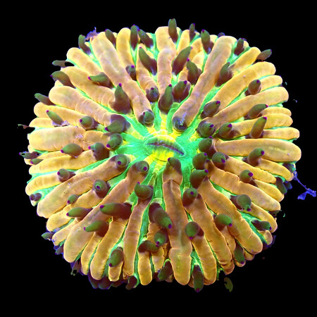 Heliofungia Fralinae WYSIWYG (1766178382909)