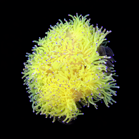 Heteractis Malu Geel / Wit XXL (No. 15+ cm) WYSIWYG (1773332910823)