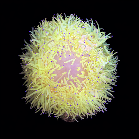 Heteractis Malu Geel / Wit XXL (No. 15+ cm) WYSIWYG (1773332914511)