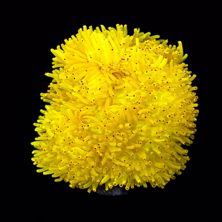 Heteractis Malu Gel XXL (Wing. 15+ cm) WYSIWYG (1773332912663)