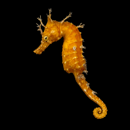 Hippocampus erectus (Yellow) - DJM Bred