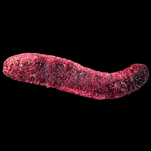 Holothuria edulis