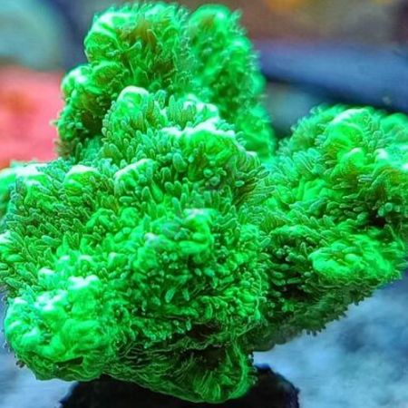 Hydnophora Ultra Green
