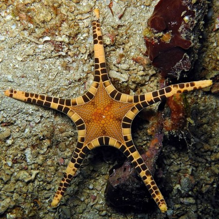 Iconaster Longimanus (Double seastar)