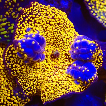 Interstellar Bounce mushroom WYSIWYG (1763149261887)